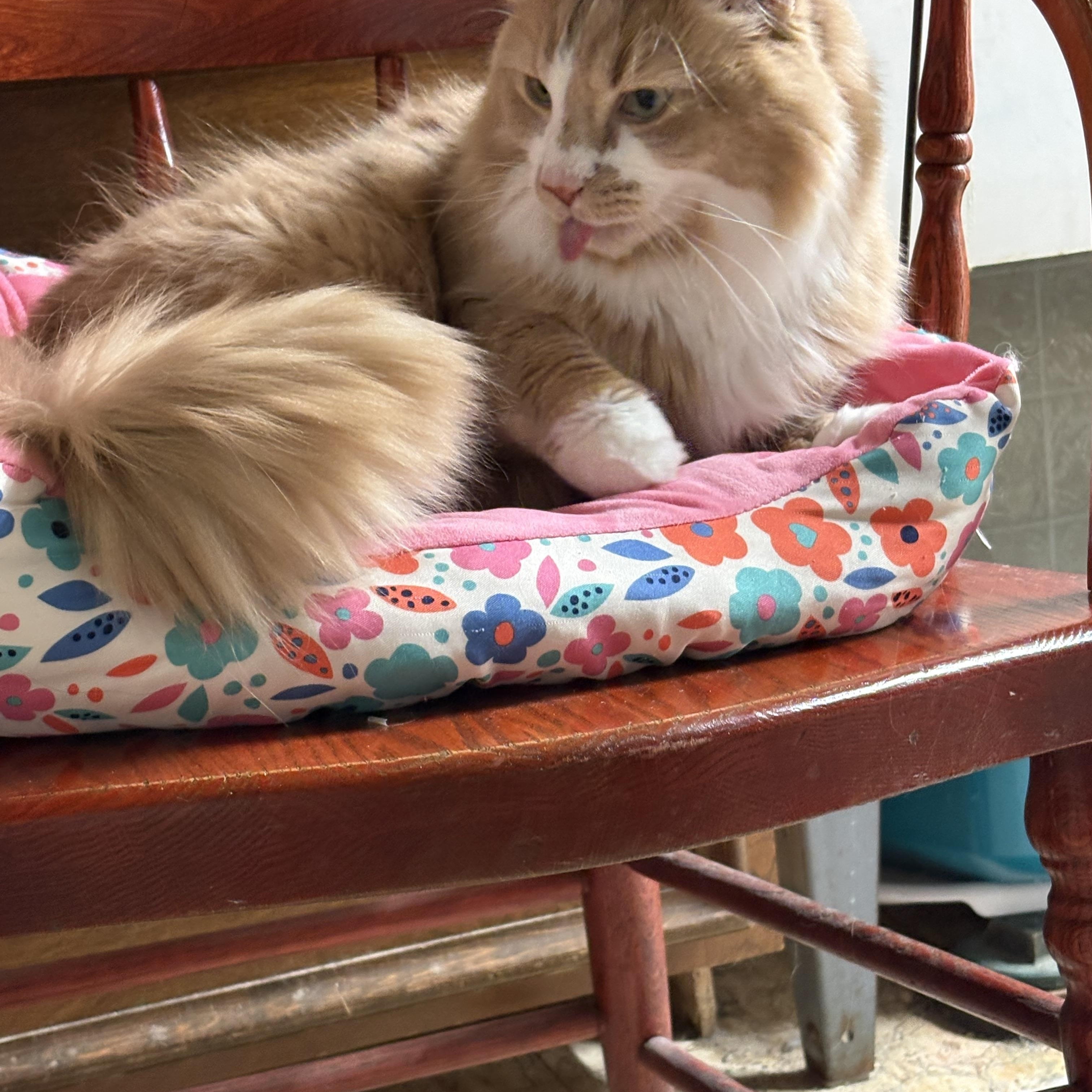 Enlarge Roman, an adopted Domestic Long Hair in Garden City, MI image 3/4