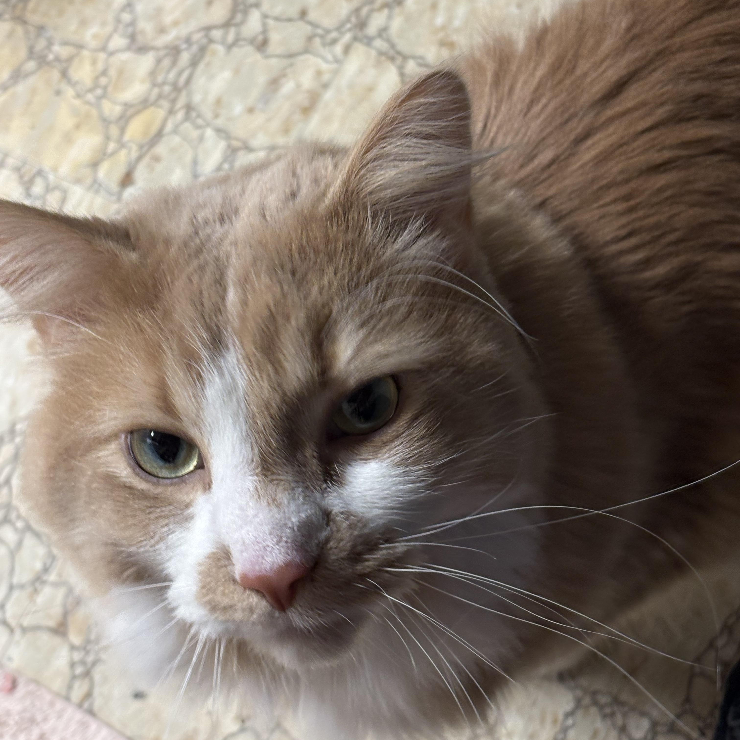 Enlarge Roman, an adopted Domestic Long Hair in Garden City, MI image 4/4