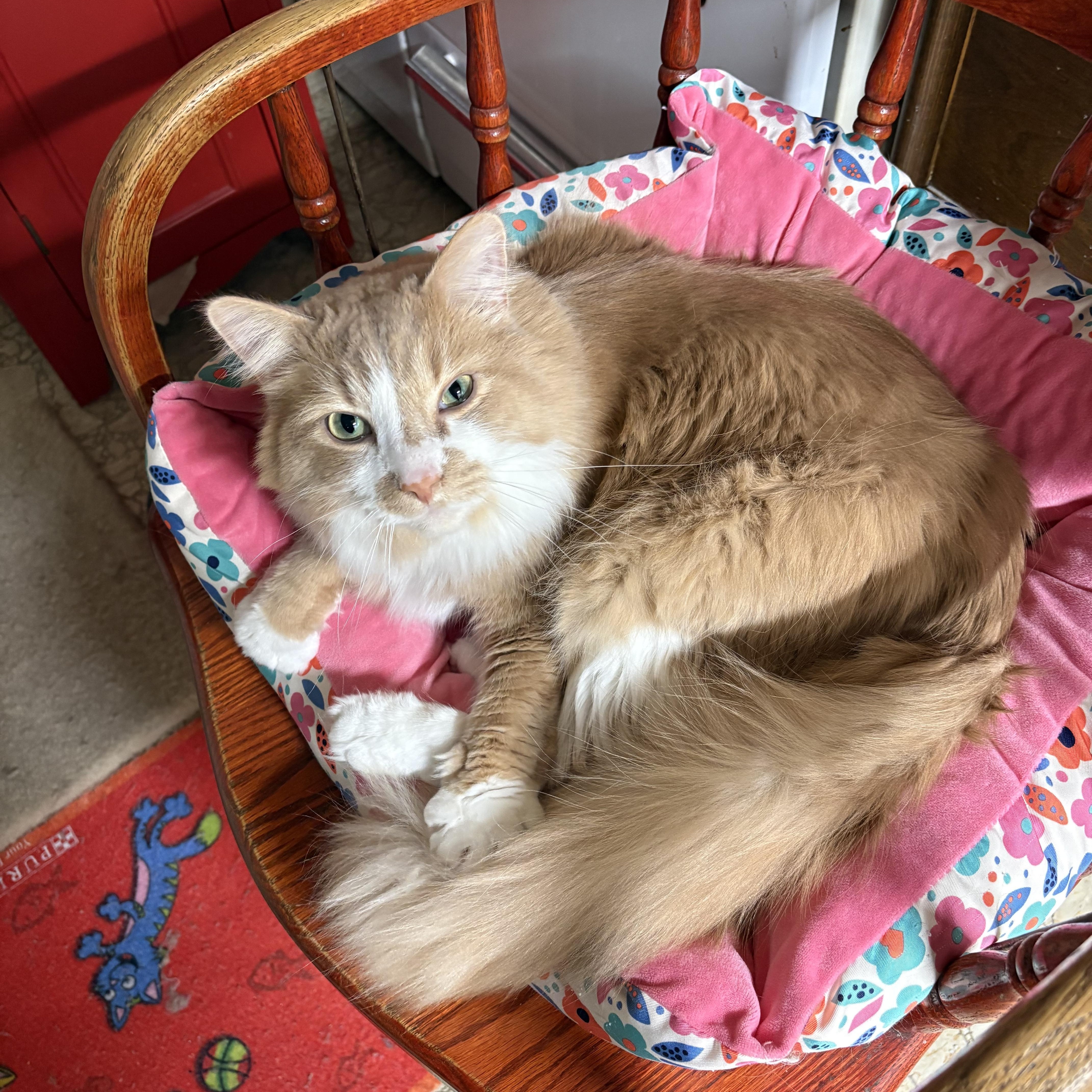 Enlarge Roman, an adopted Domestic Long Hair in Garden City, MI image 1/4