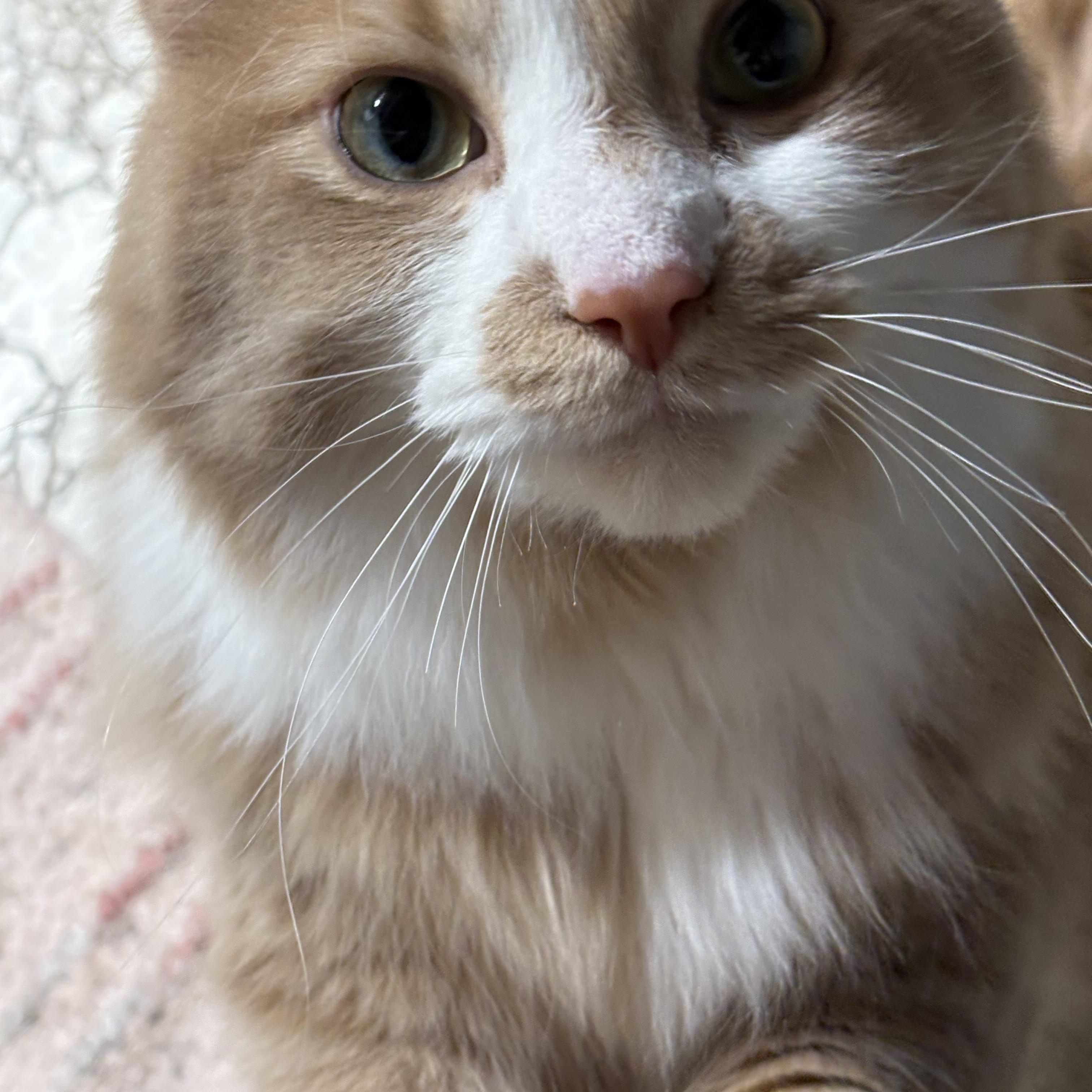 Enlarge Roman, an adopted Domestic Long Hair in Garden City, MI image 2/4