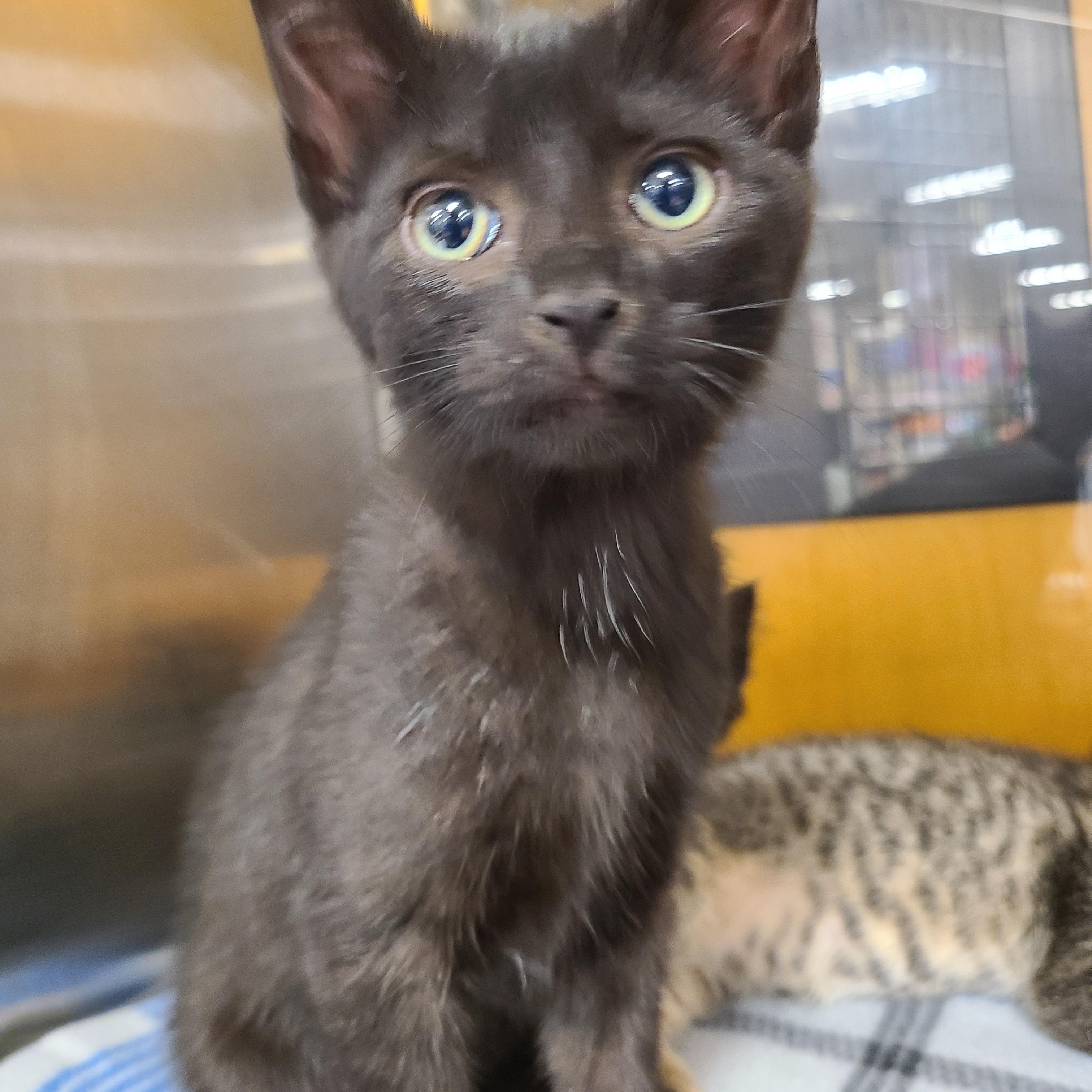 Negrito, a Adoptable Domestic Short Hair in Gerrardstown, WV image 2/2