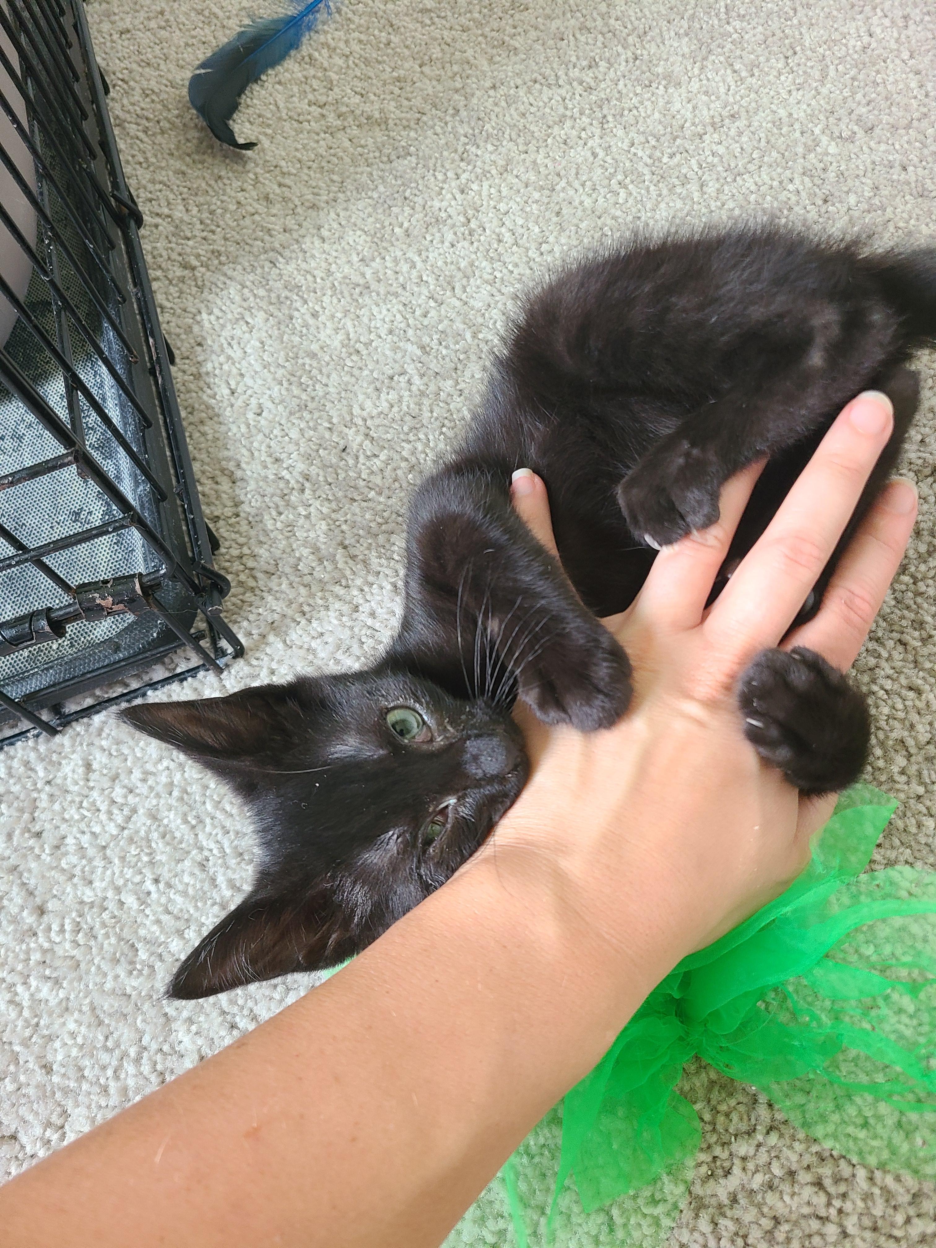 Negrito, Adoptable, Kitten Male Domestic Short Hair.