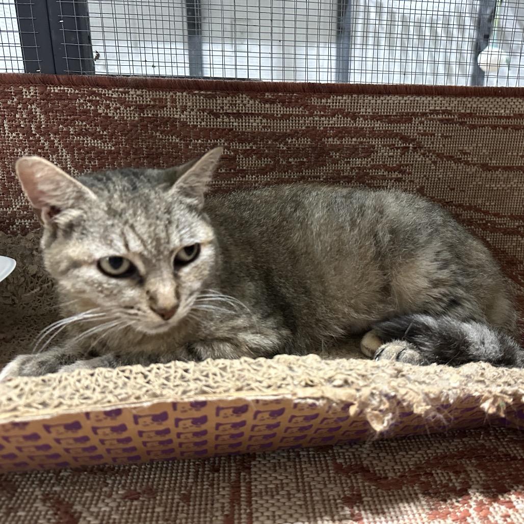 Mischa, Adoptable, Adult Female Domestic Short Hair.