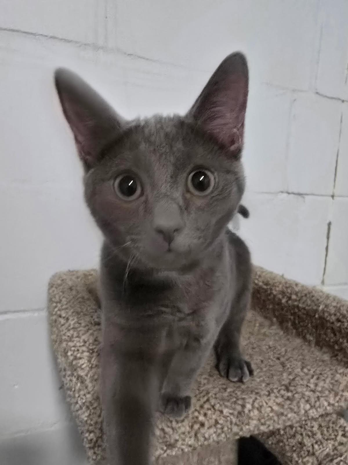 Henry, Adopted, Young Male Domestic Short Hair.