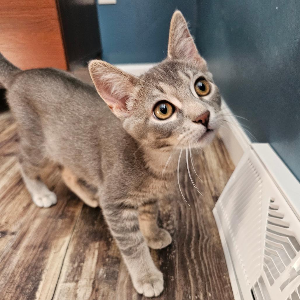 Remus - Bonded to Sienna, Adoptable, Kitten Male Domestic Short Hair.