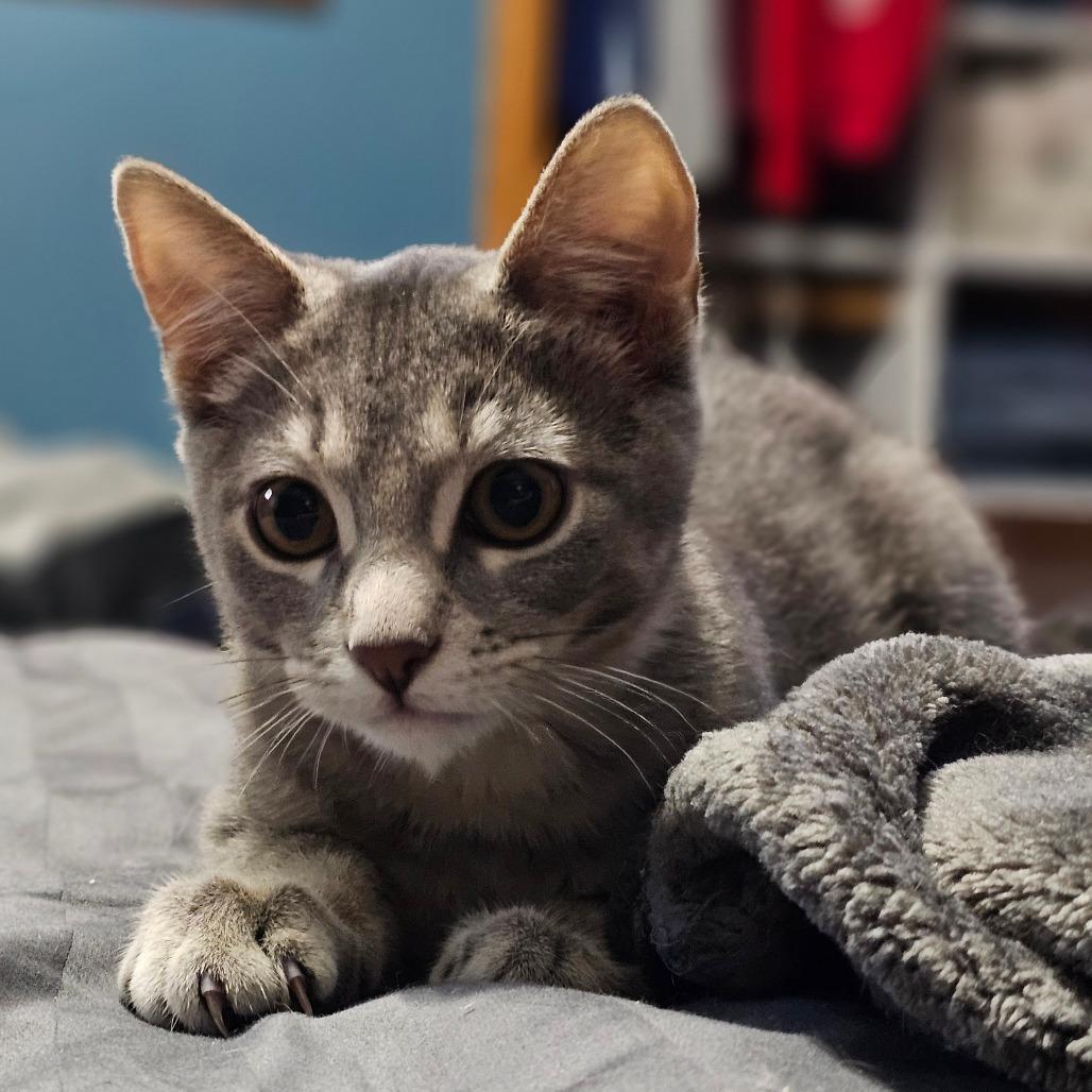 Enlarge Remus - Bonded to Sienna, a Adoptable Domestic Short Hair in Middleton, WI image 2/4