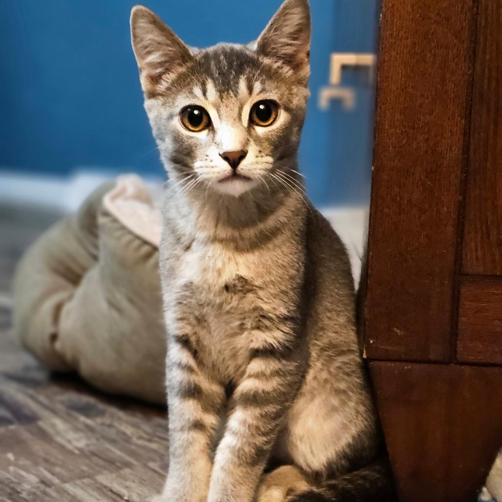 Enlarge Remus - Bonded to Sienna, a Adoptable Domestic Short Hair in Middleton, WI image 3/4