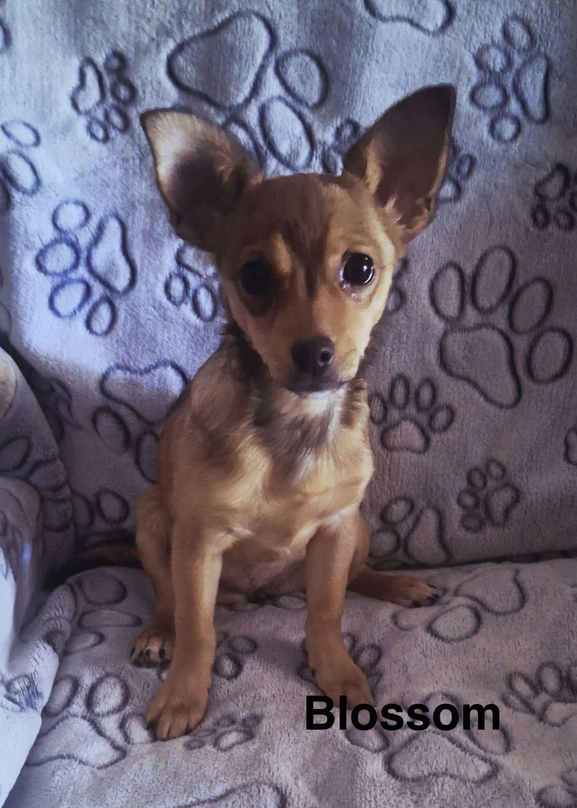 Blossom, Adoptable, Young Female Chihuahua.