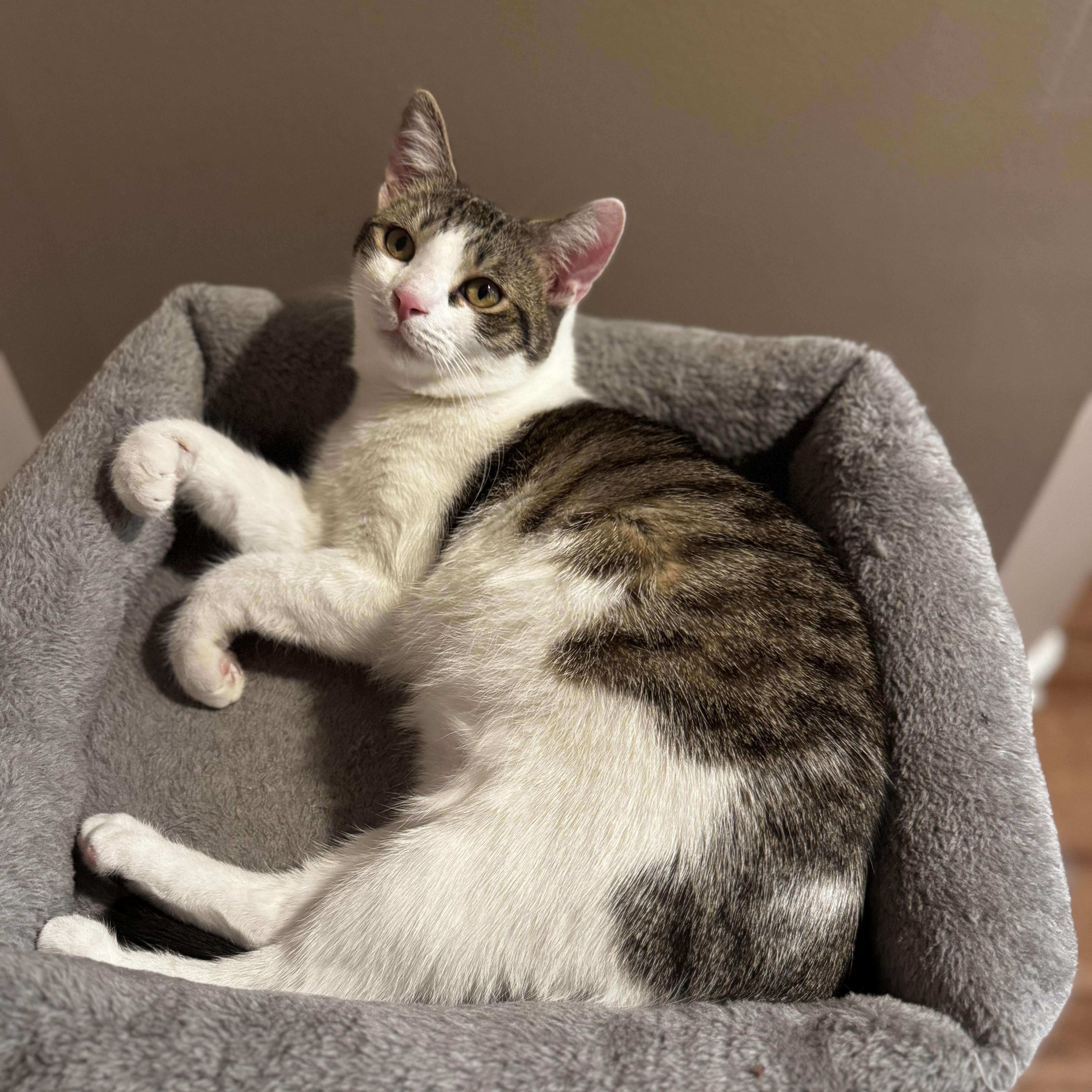 Levi, Adoptable, Kitten Male Domestic Short Hair.