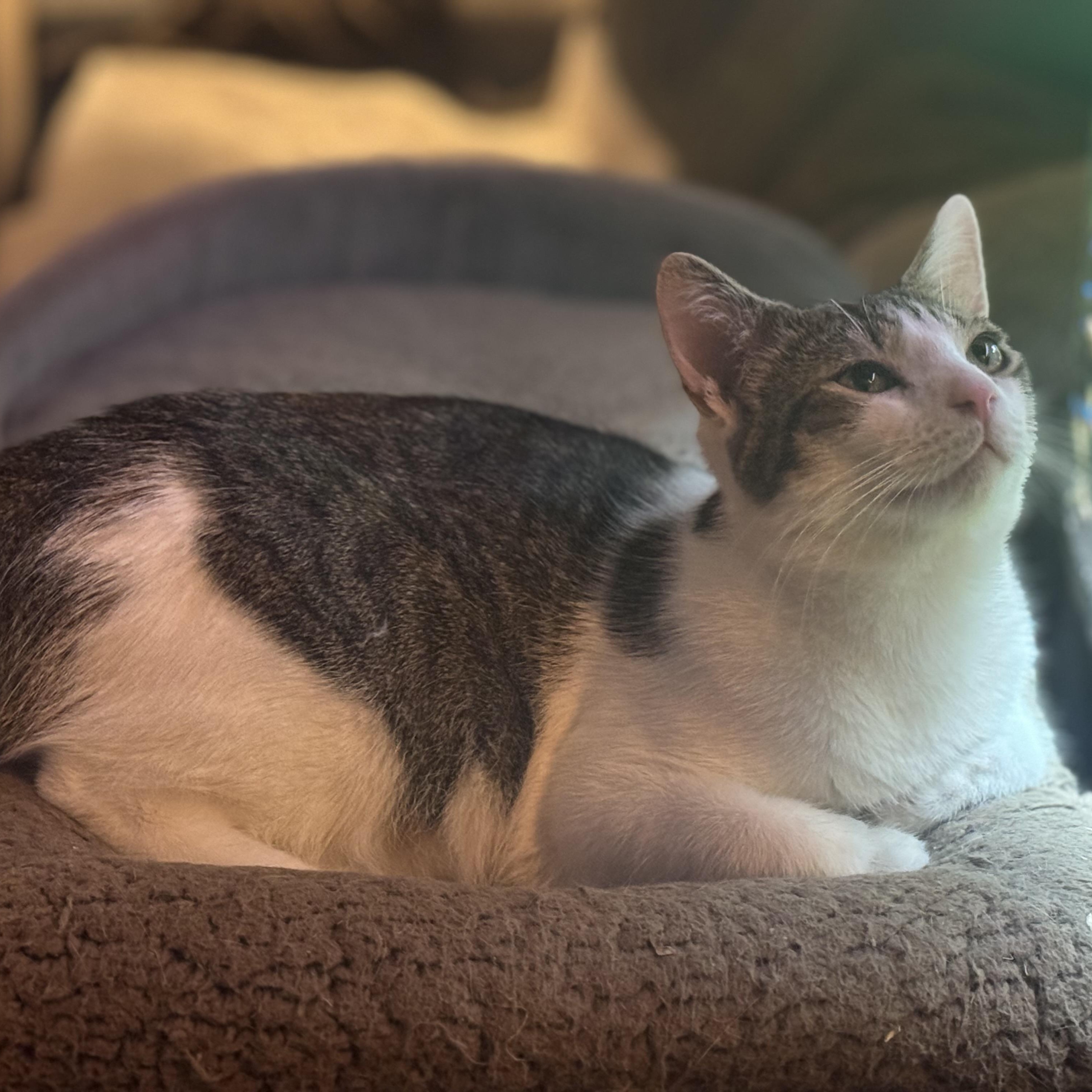 Levi, a Adoptable Domestic Short Hair in MABLETON, GA image 3/3