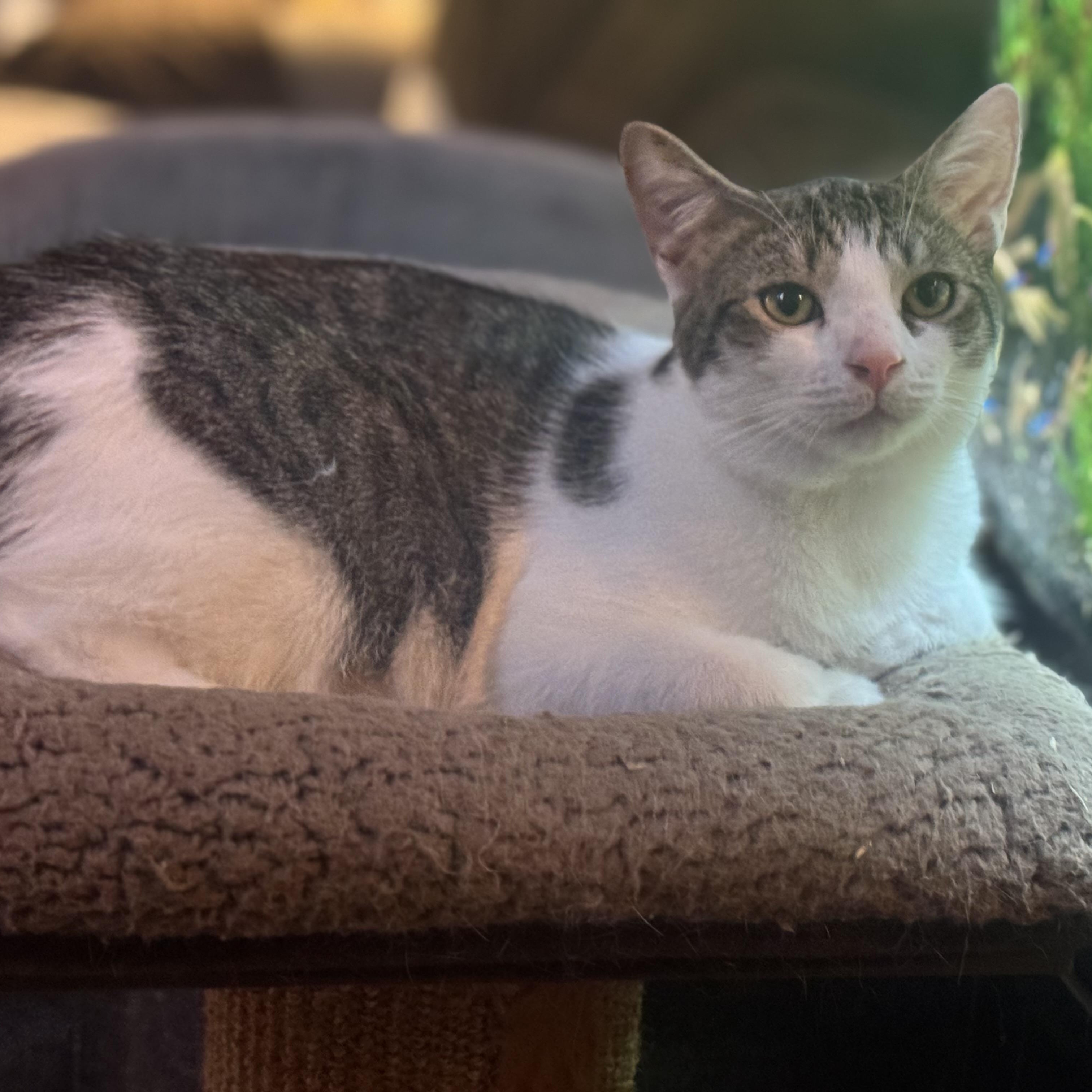 Levi, a Adoptable Domestic Short Hair in MABLETON, GA image 2/3