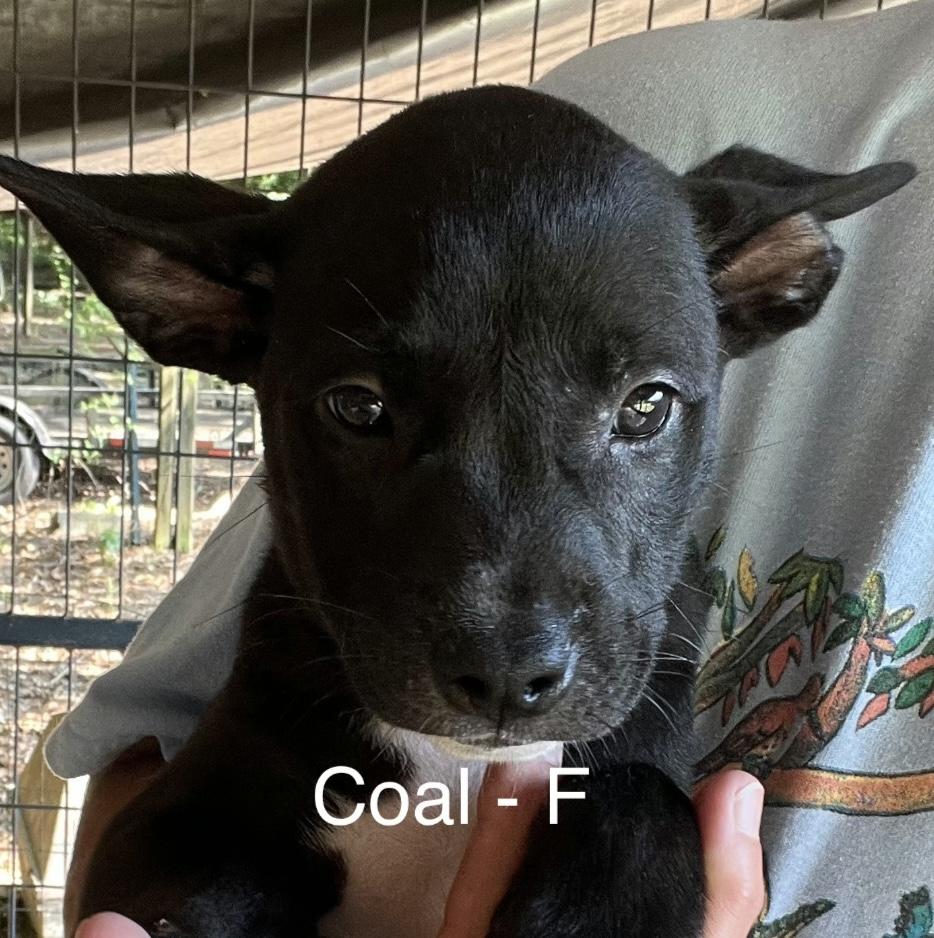 Coal, Adoptable, Puppy Female Labrador Retriever.