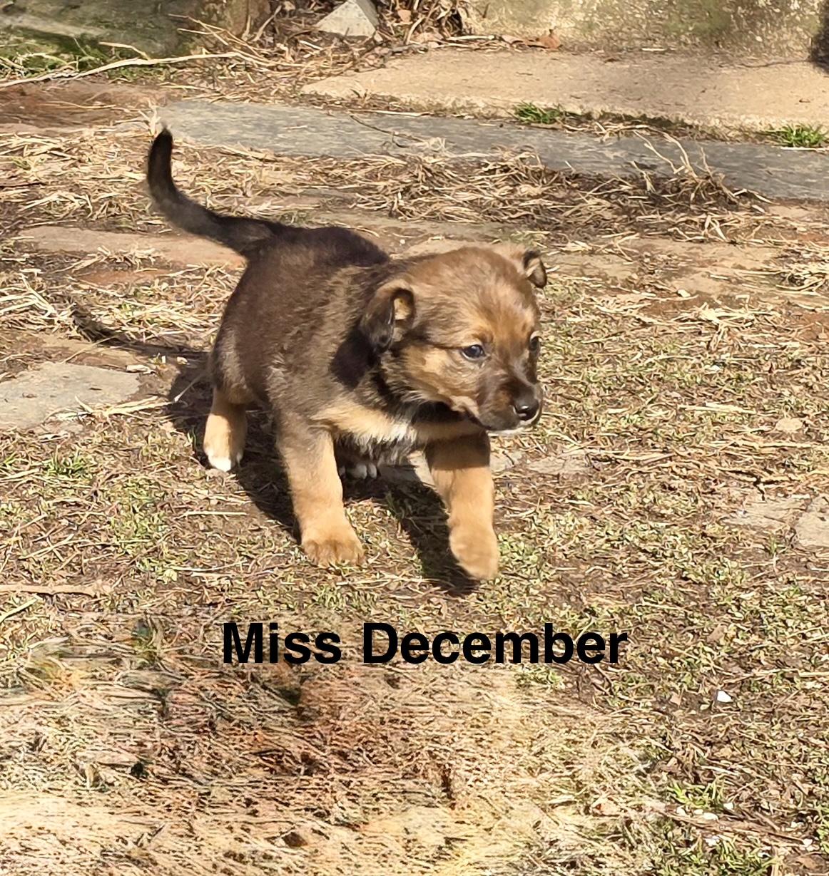 Miss December, ADOPTABLE, Puppy Female Border Collie & Australian Cattle Dog / Blue Heeler.