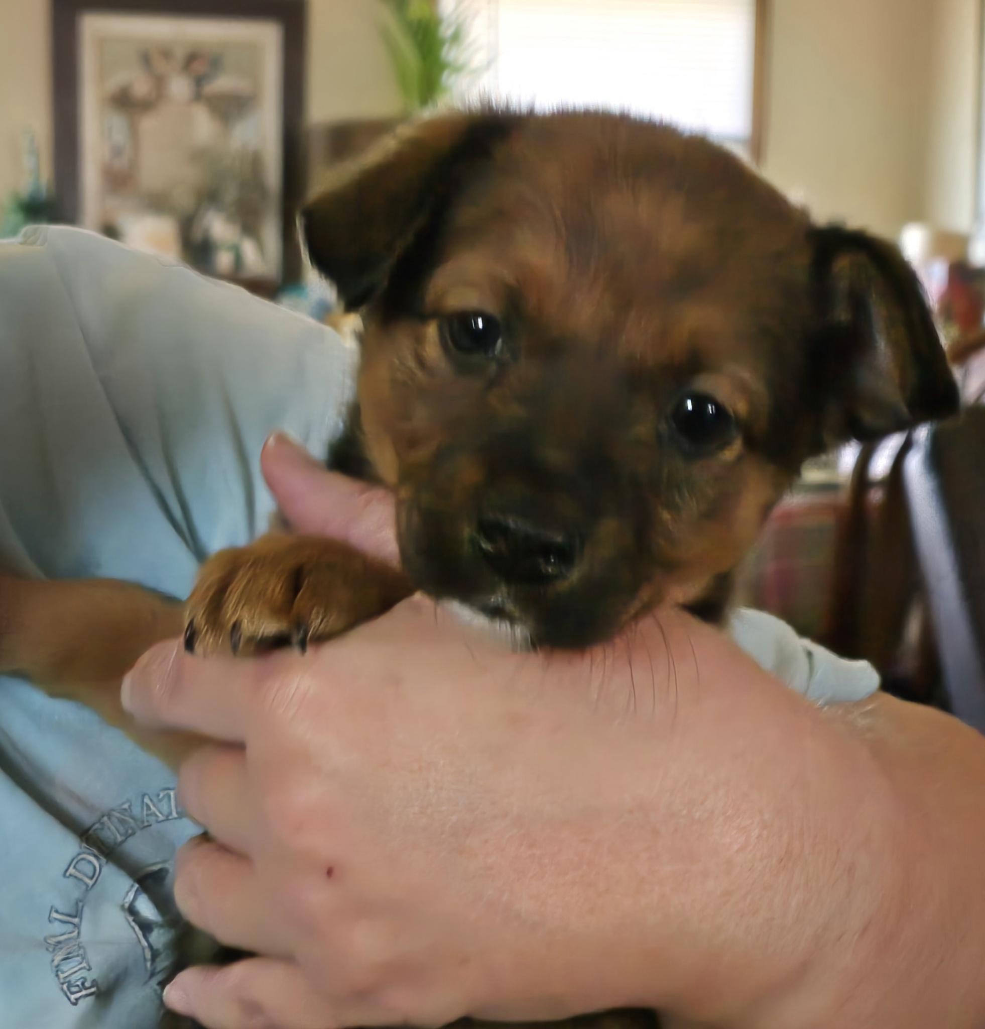 Enlarge Miss December, a ADOPTABLE mixed breed in Portsmouth, VA image 2/3