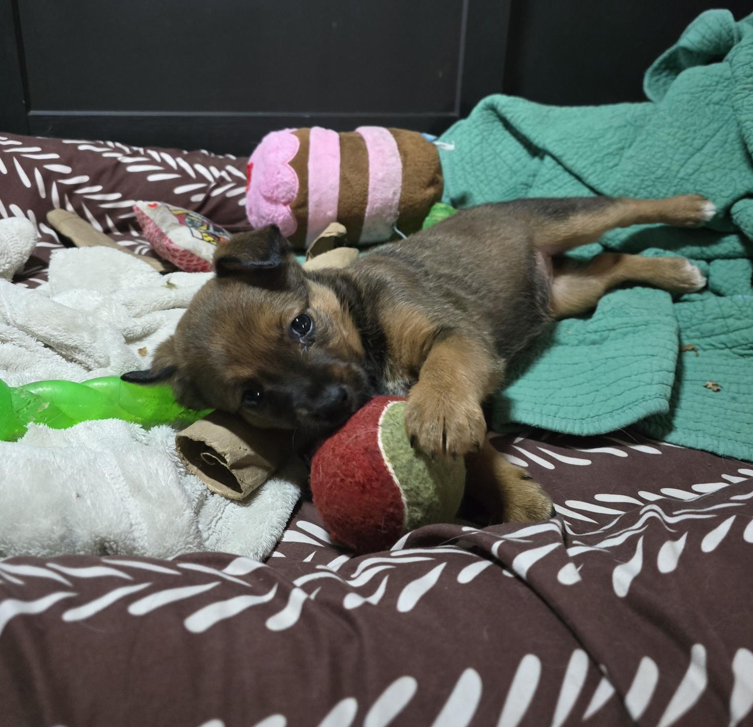 Enlarge Miss December, a ADOPTABLE mixed breed in Portsmouth, VA image 3/3