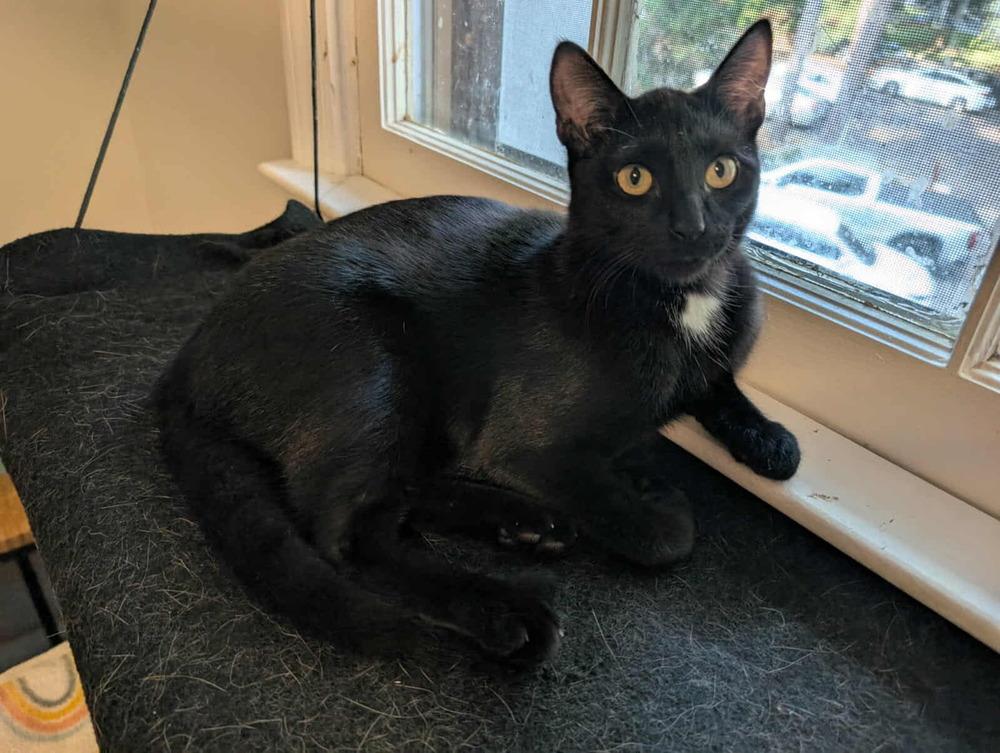 Sammy, Adoptable, Kitten Male Domestic Short Hair.