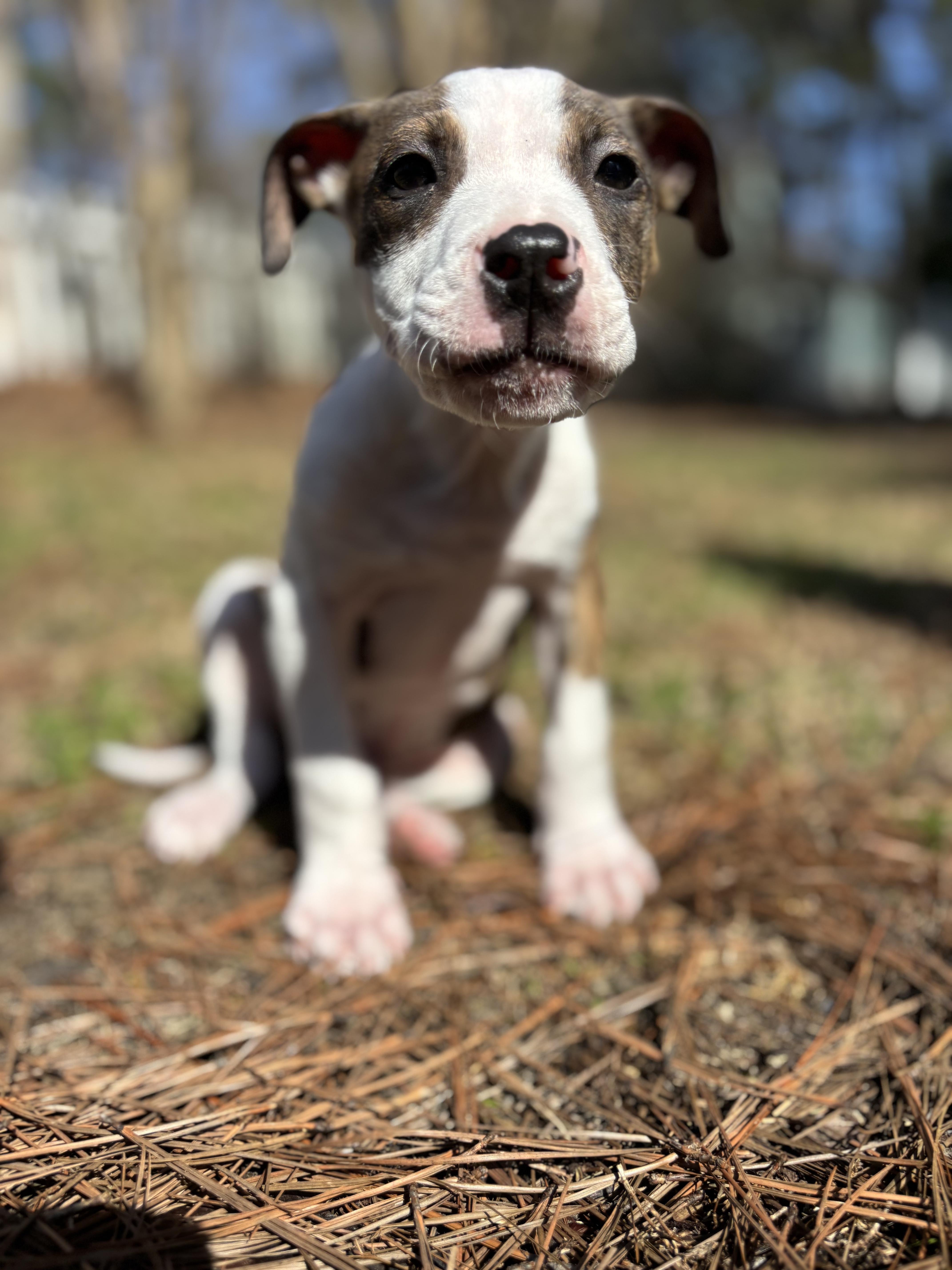 Enlarge Arrow, a ADOPTABLE mixed breed in Southern Pines, NC image 4/4