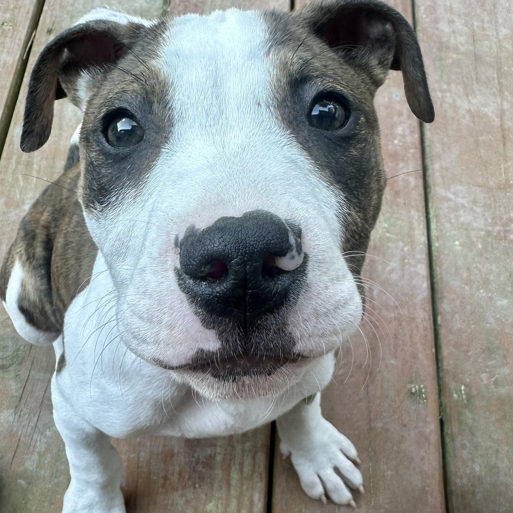 Arrow, ADOPTABLE, Puppy Male American Staffordshire Terrier.