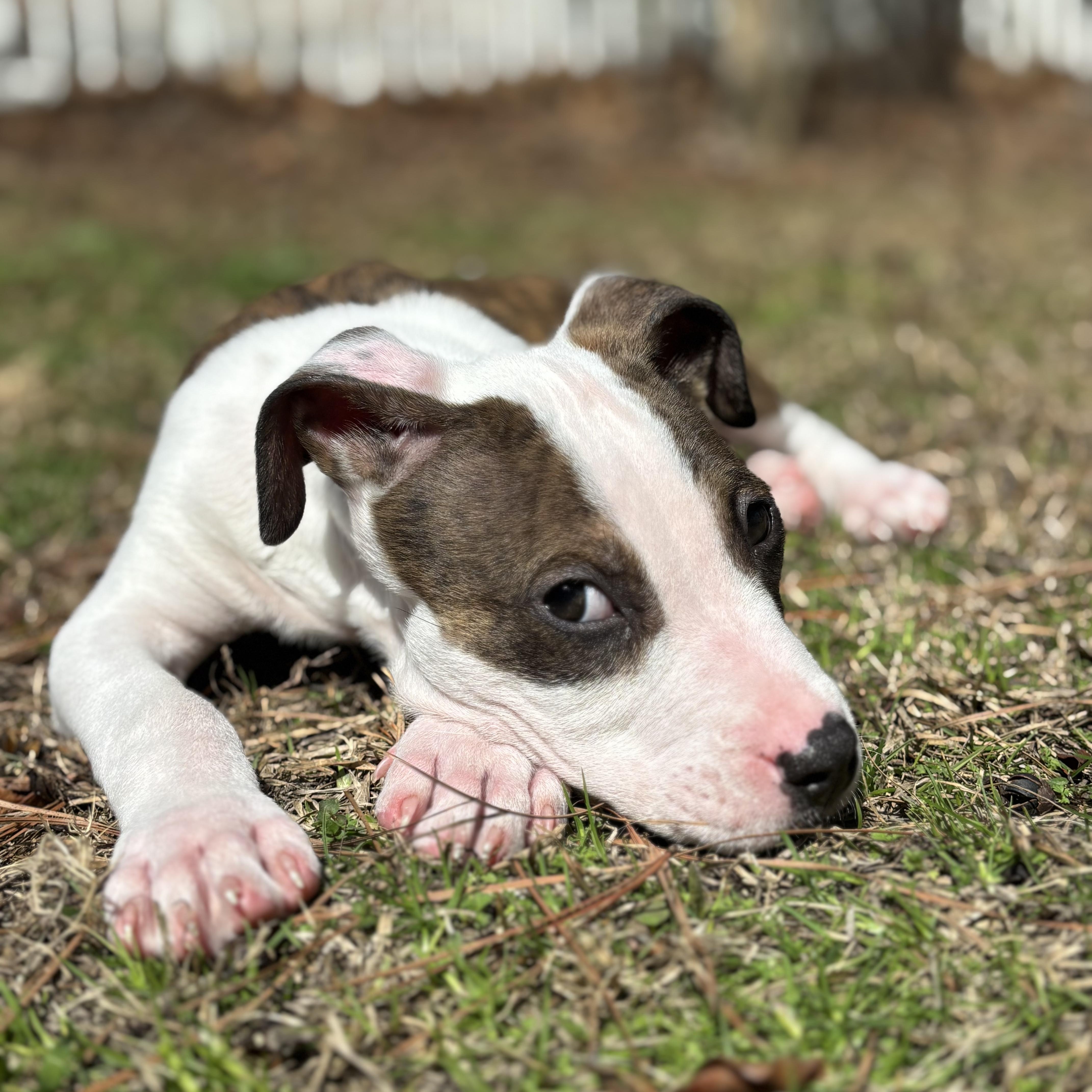 Enlarge Arrow, a ADOPTABLE mixed breed in Southern Pines, NC image 2/4