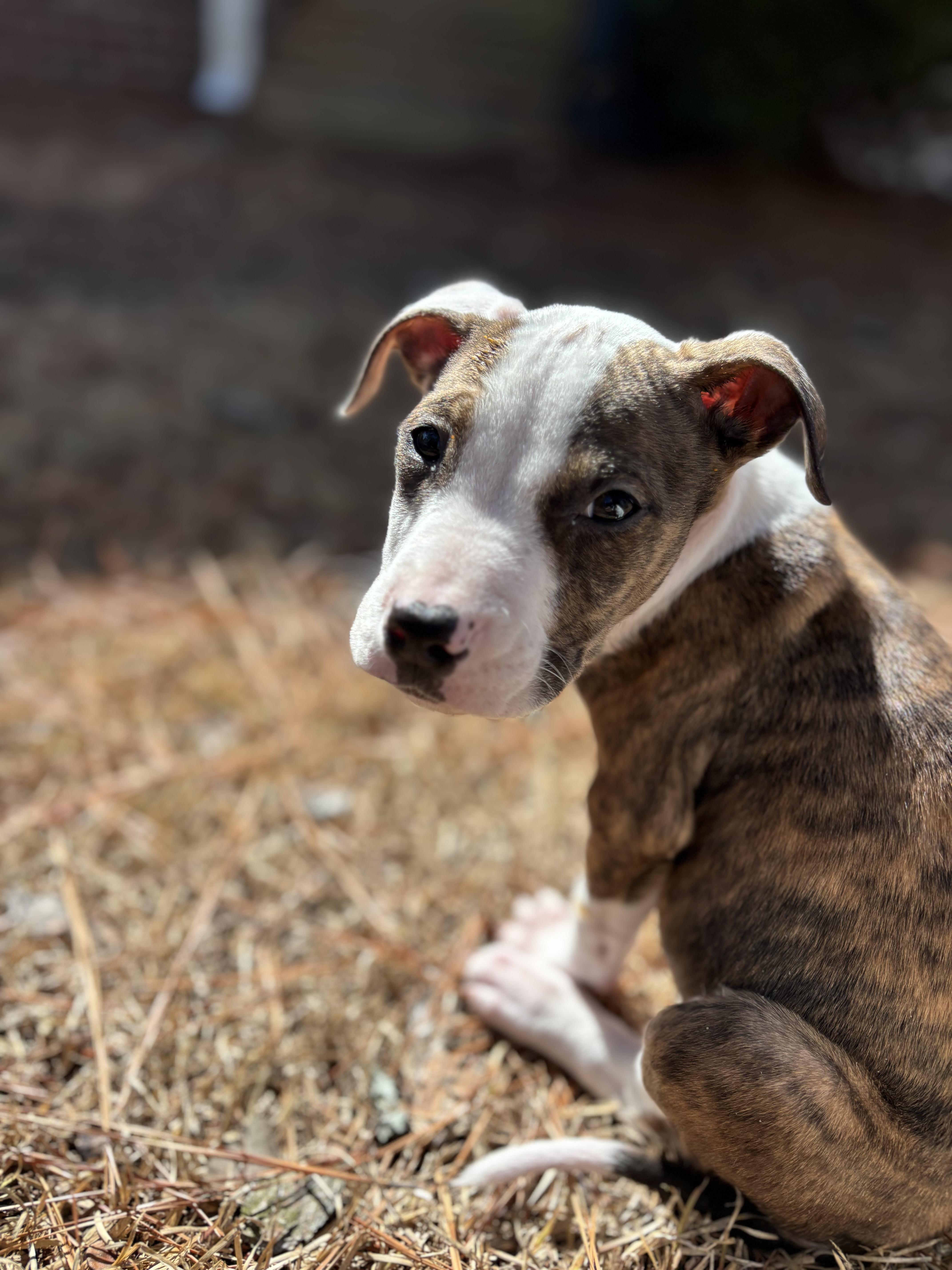 Enlarge Arrow, a ADOPTABLE mixed breed in Southern Pines, NC image 3/4