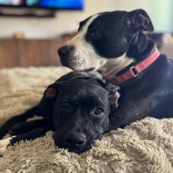 Archie goofy family lab — thumbnail 2