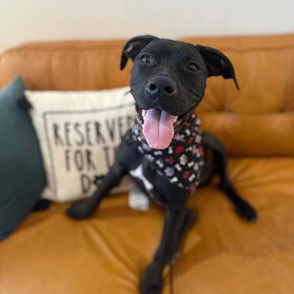 Archie goofy family lab — thumbnail 5