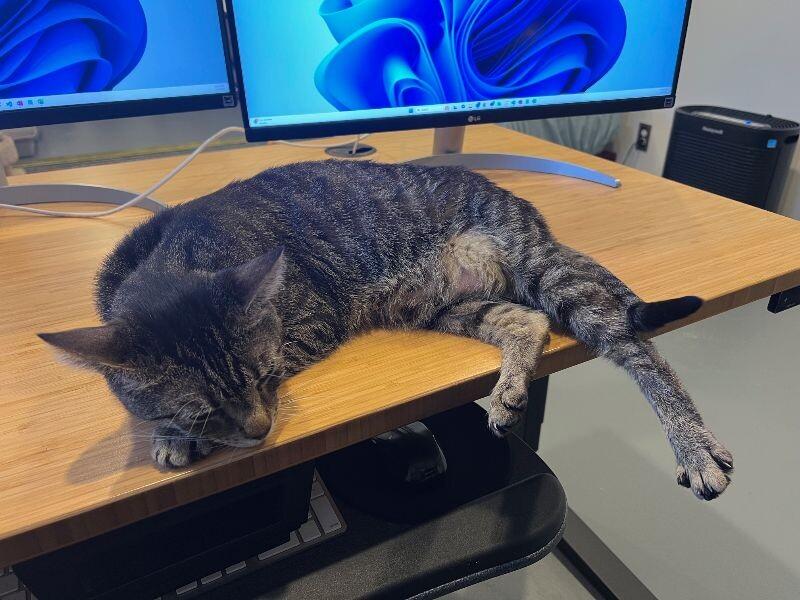 Porter, Adoptable, Adult Male Domestic Short Hair.