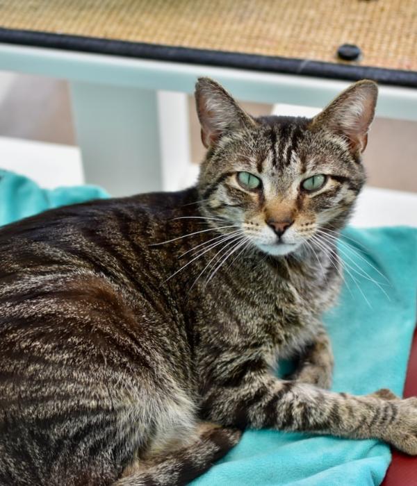 Porter, a Adoptable Domestic Short Hair in Marietta, GA image 2/6