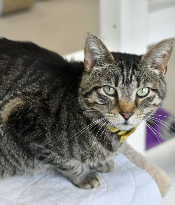 Porter, a Adoptable Domestic Short Hair in Marietta, GA image 3/6
