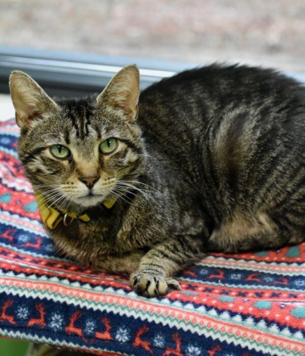 Porter, a Adoptable Domestic Short Hair in Marietta, GA image 4/6