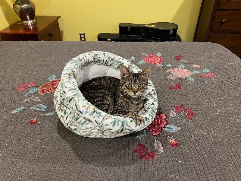 Porter, a Adoptable Domestic Short Hair in Marietta, GA image 5/6