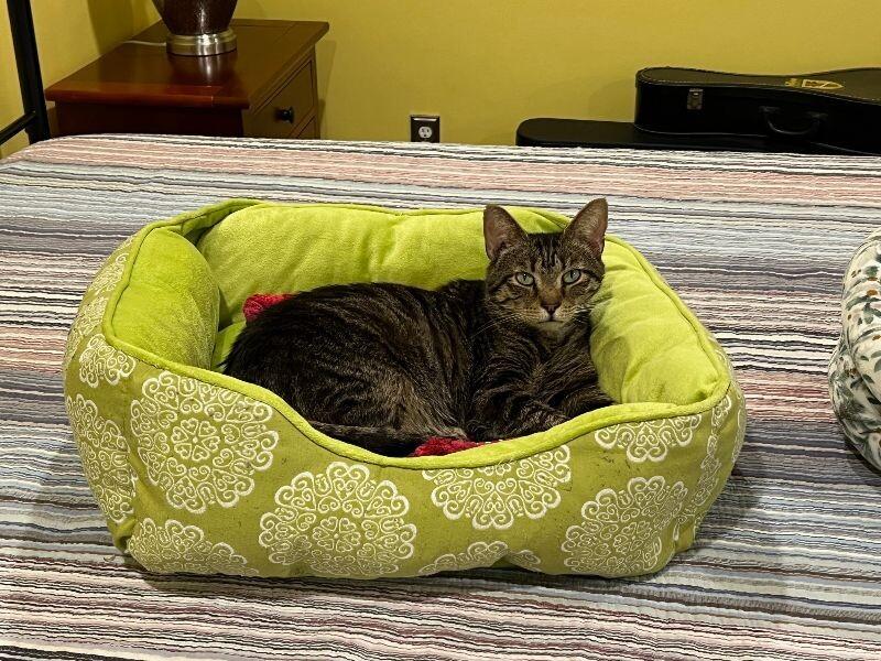 Porter, a Adoptable Domestic Short Hair in Marietta, GA image 6/6