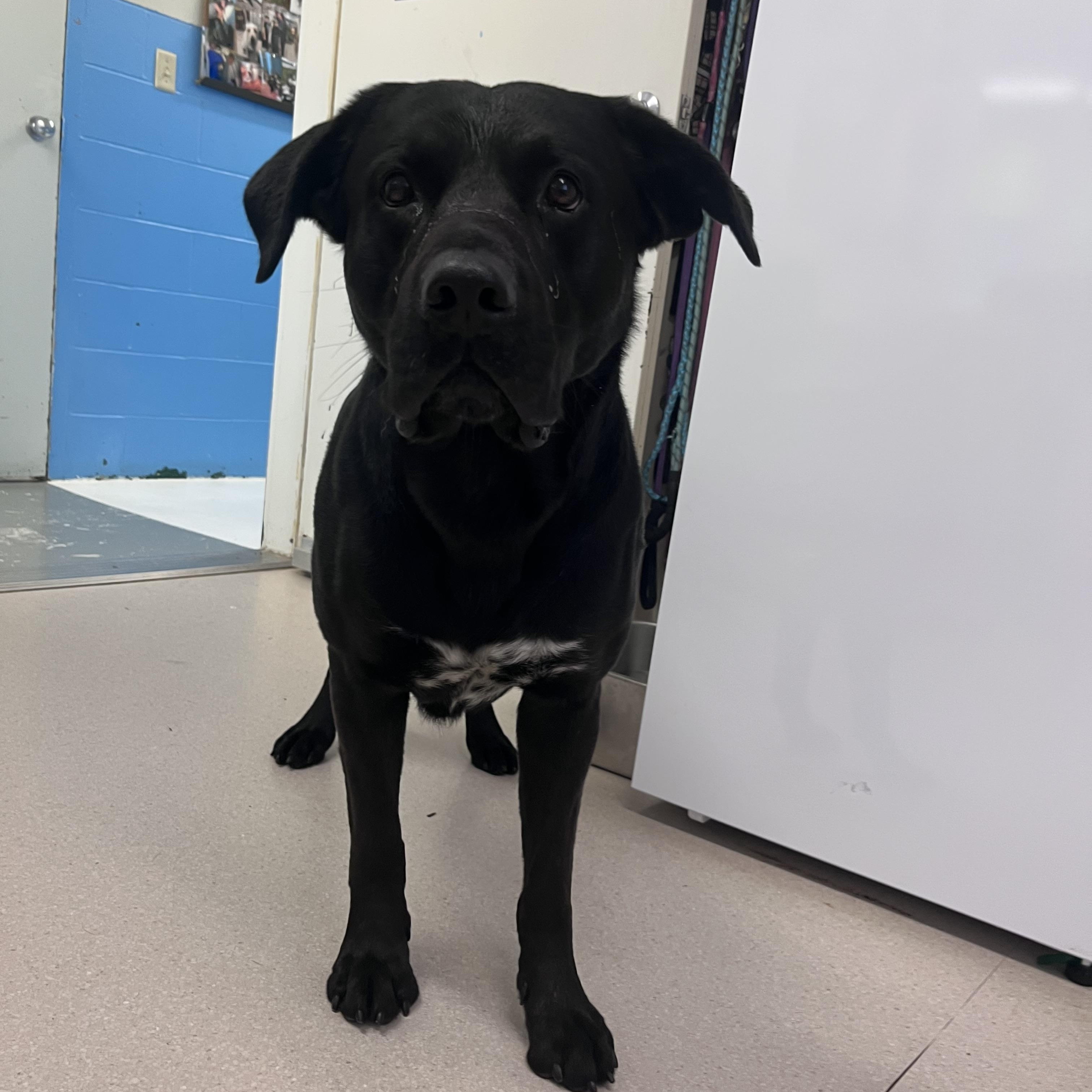 Enlarge Stan, a ADOPTABLE Black Labrador Retriever in Shelton, WA image 1/1