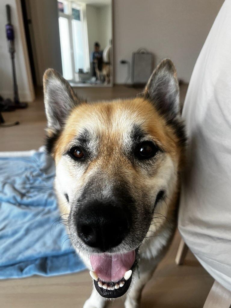 Max, a ADOPTABLE mixed breed in Pointe-Claire, QC image 5/6