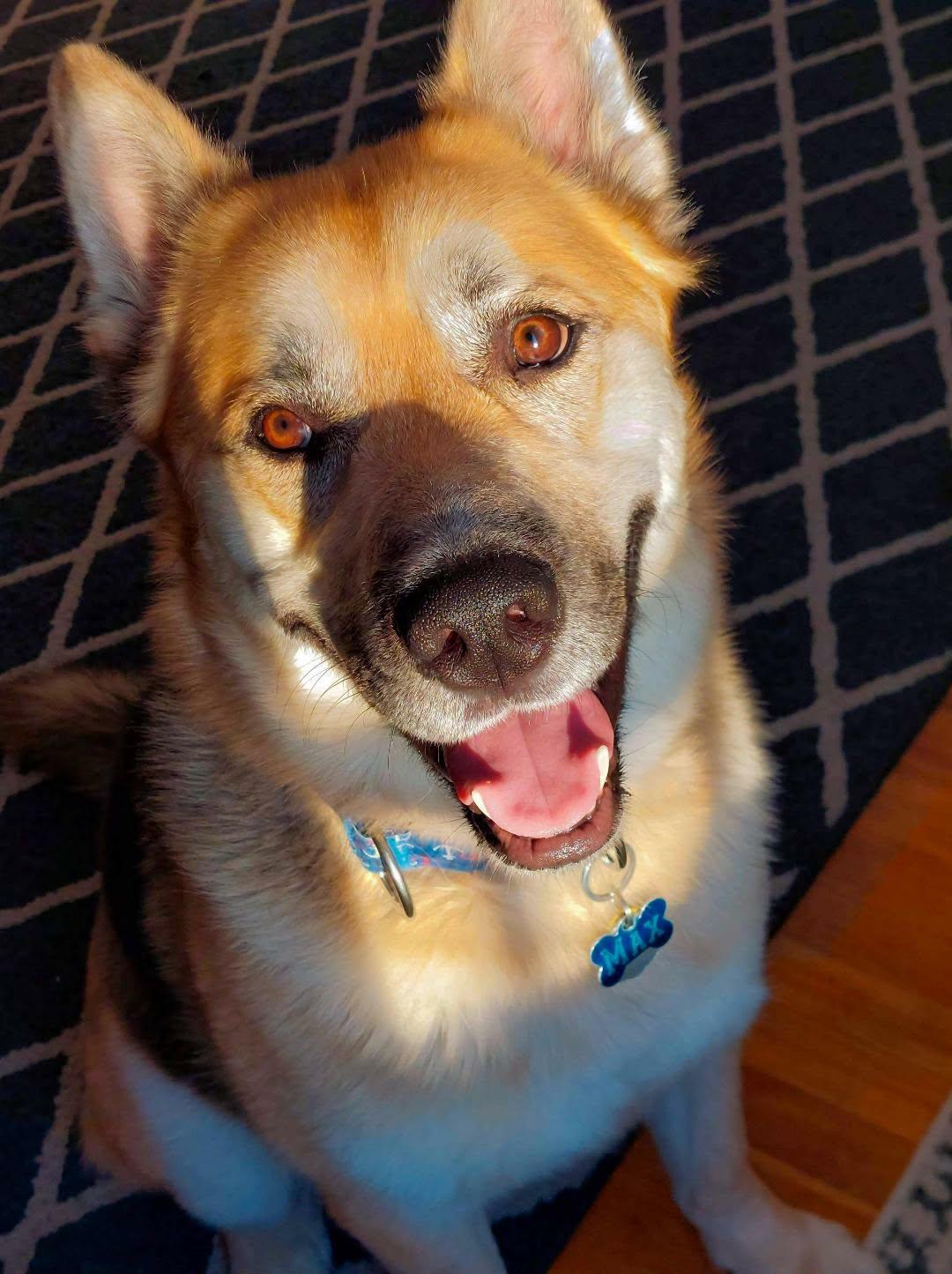 Max, a ADOPTABLE mixed breed in Pointe-Claire, QC image 4/6