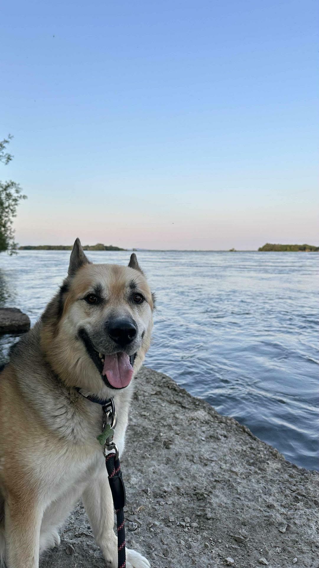Max, a ADOPTABLE mixed breed in Pointe-Claire, QC image 6/6