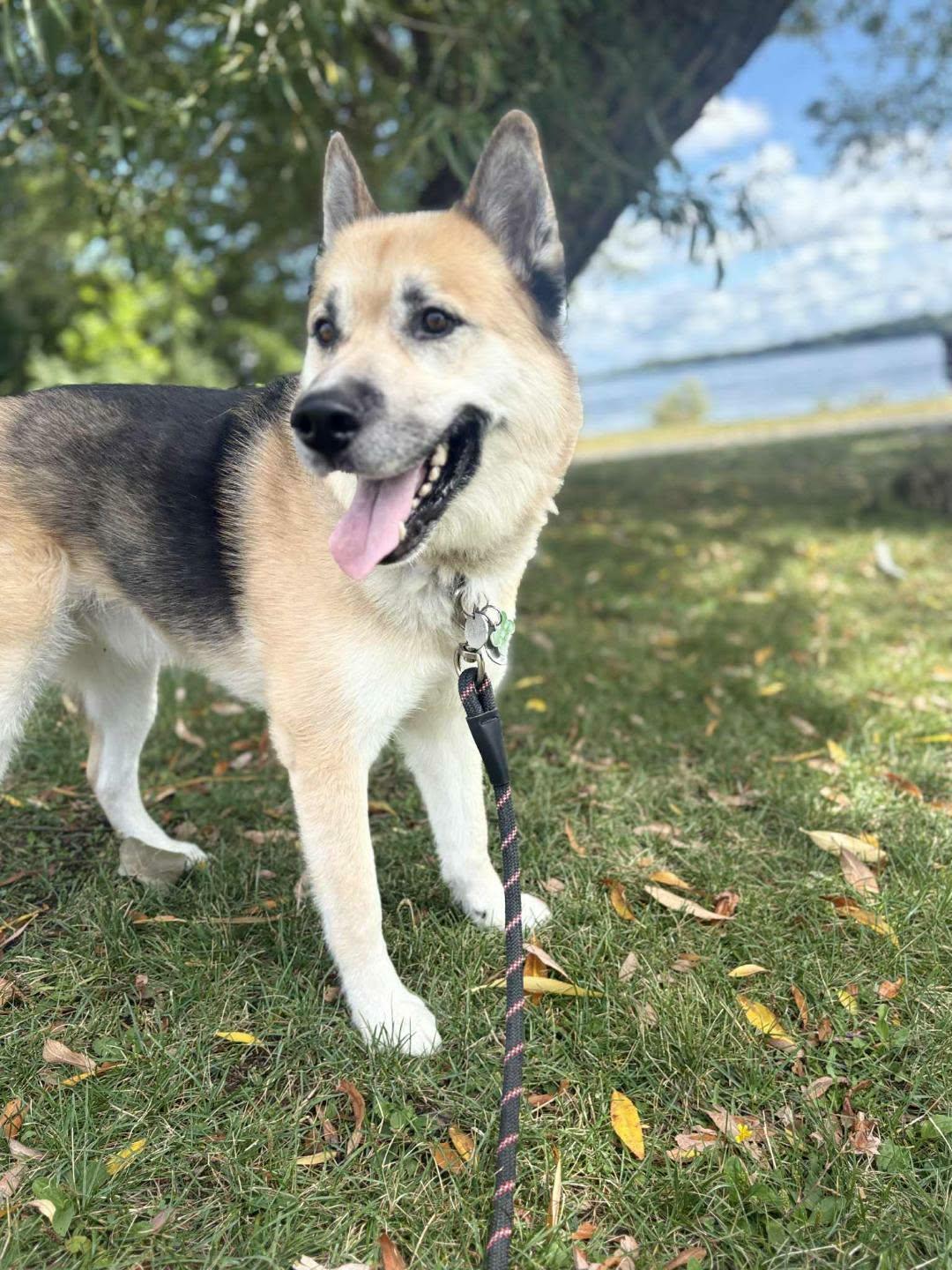 Max, a ADOPTABLE mixed breed in Pointe-Claire, QC image 3/6