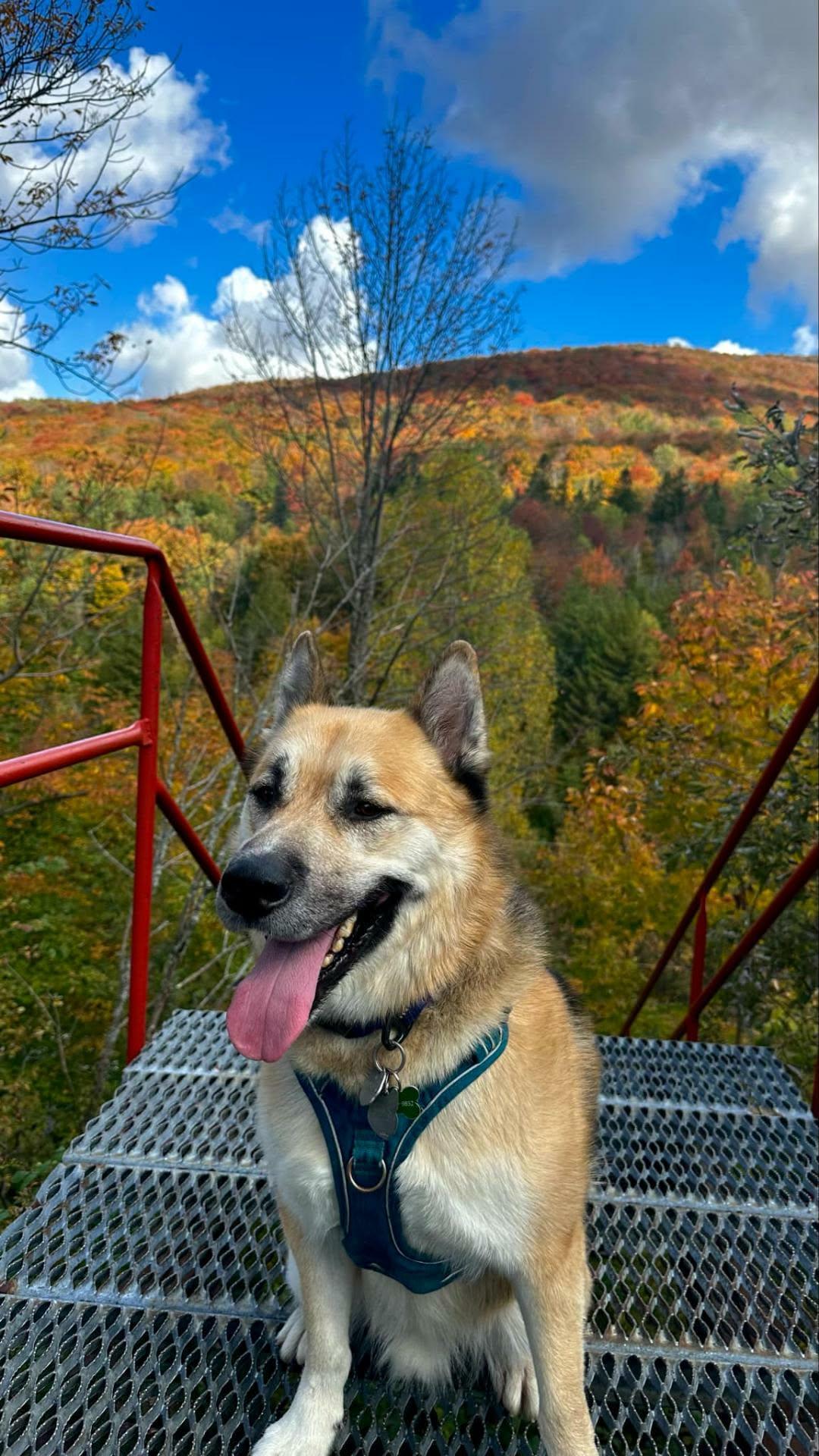 Max, a ADOPTABLE mixed breed in Pointe-Claire, QC image 2/6