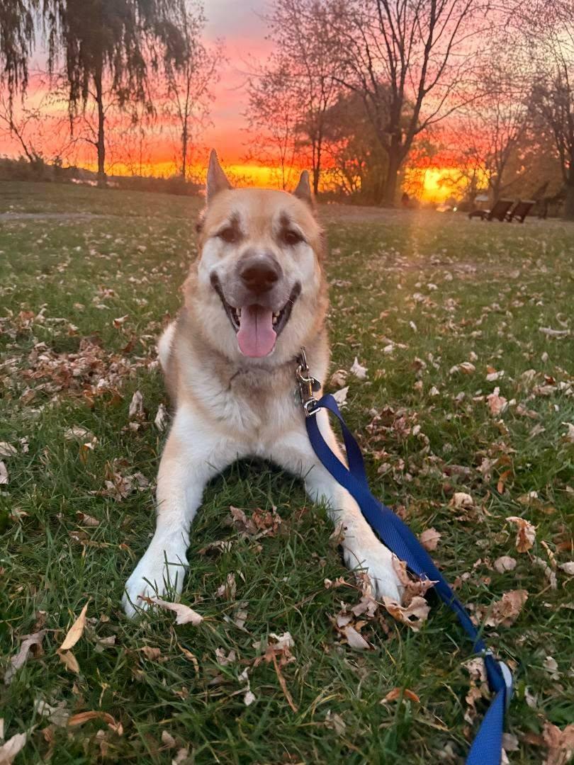 Max, ADOPTABLE, Adult Male Husky & German Shepherd Dog.