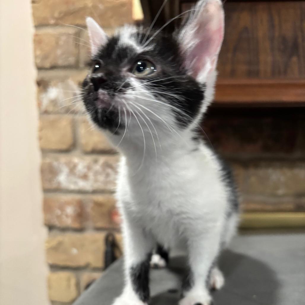 Enlarge Quail, a Adoptable Domestic Short Hair in Katy, TX image 1/6