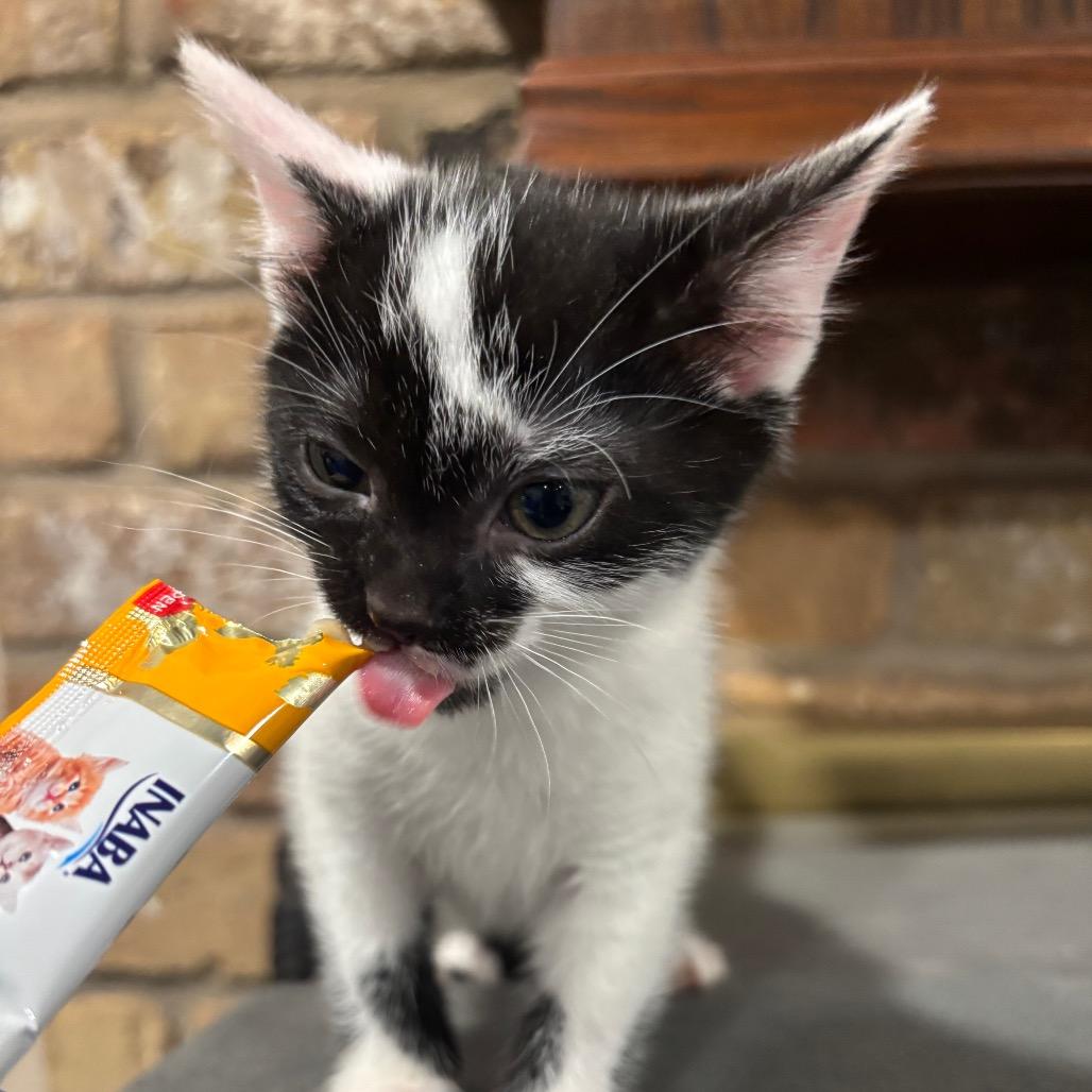 Enlarge Quail, a Adoptable Domestic Short Hair in Katy, TX image 2/6
