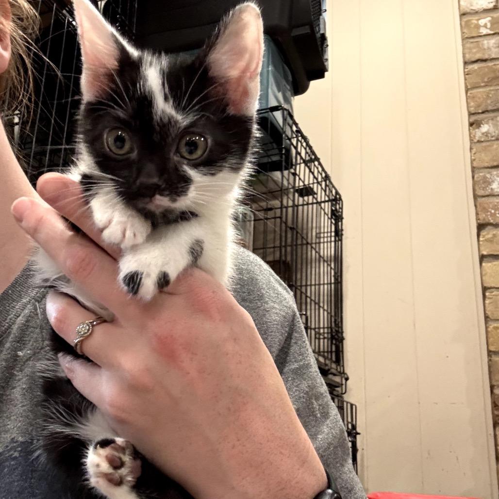 Enlarge Quail, a Adoptable Domestic Short Hair in Katy, TX image 4/6