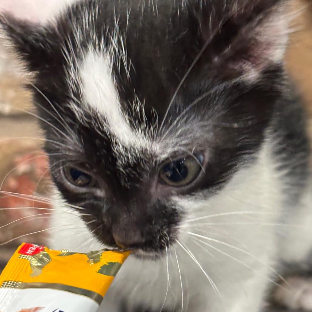 Enlarge Quail, a Adoptable Domestic Short Hair in Katy, TX image 5/6