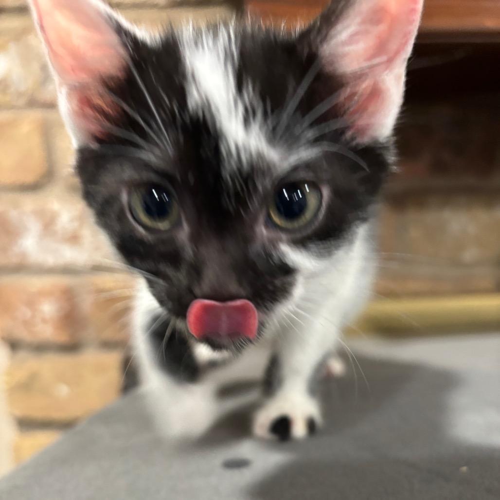 Enlarge Quail, a Adoptable Domestic Short Hair in Katy, TX image 6/6