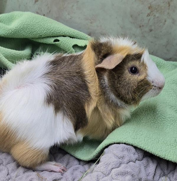 Chico, Adoptable, Young Male Guinea Pig.