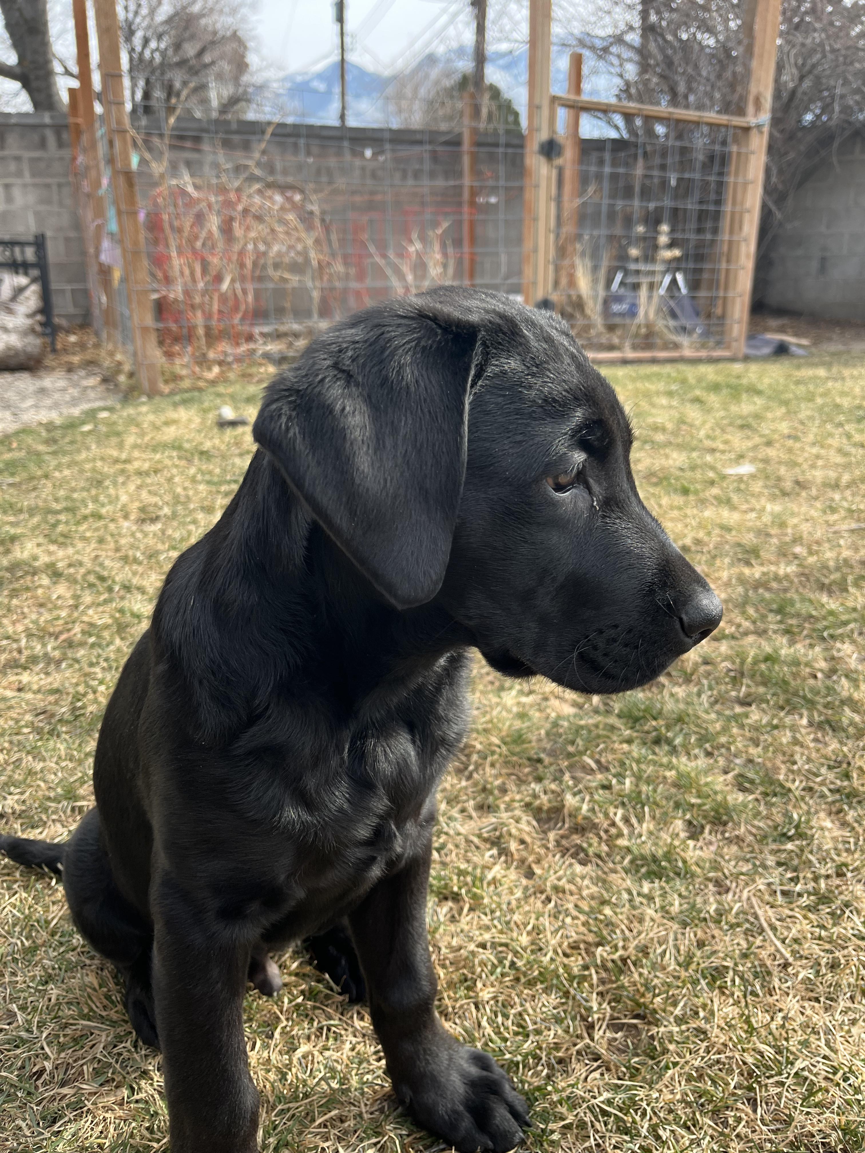 Enlarge Pluto, an adopted mixed breed in West Valley, UT image 2/4