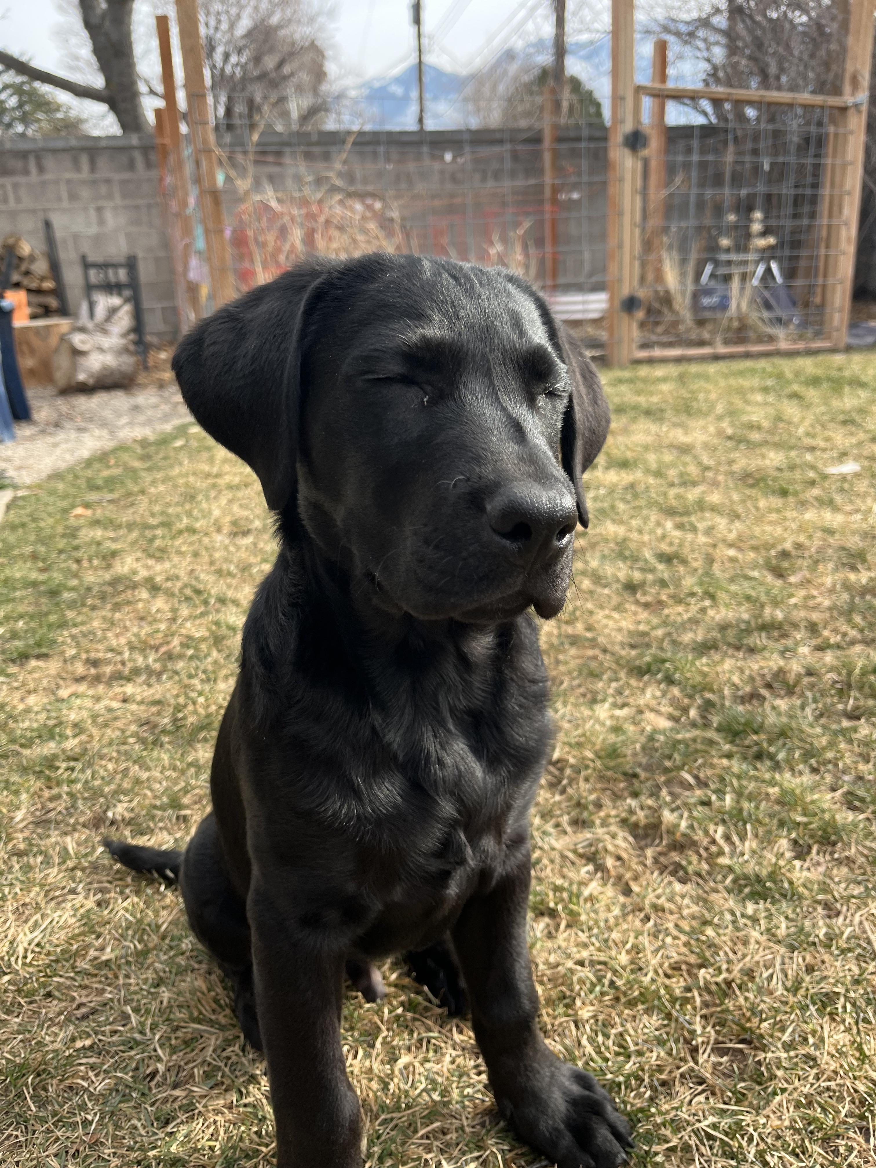 Enlarge Pluto, an adopted mixed breed in West Valley, UT image 3/4