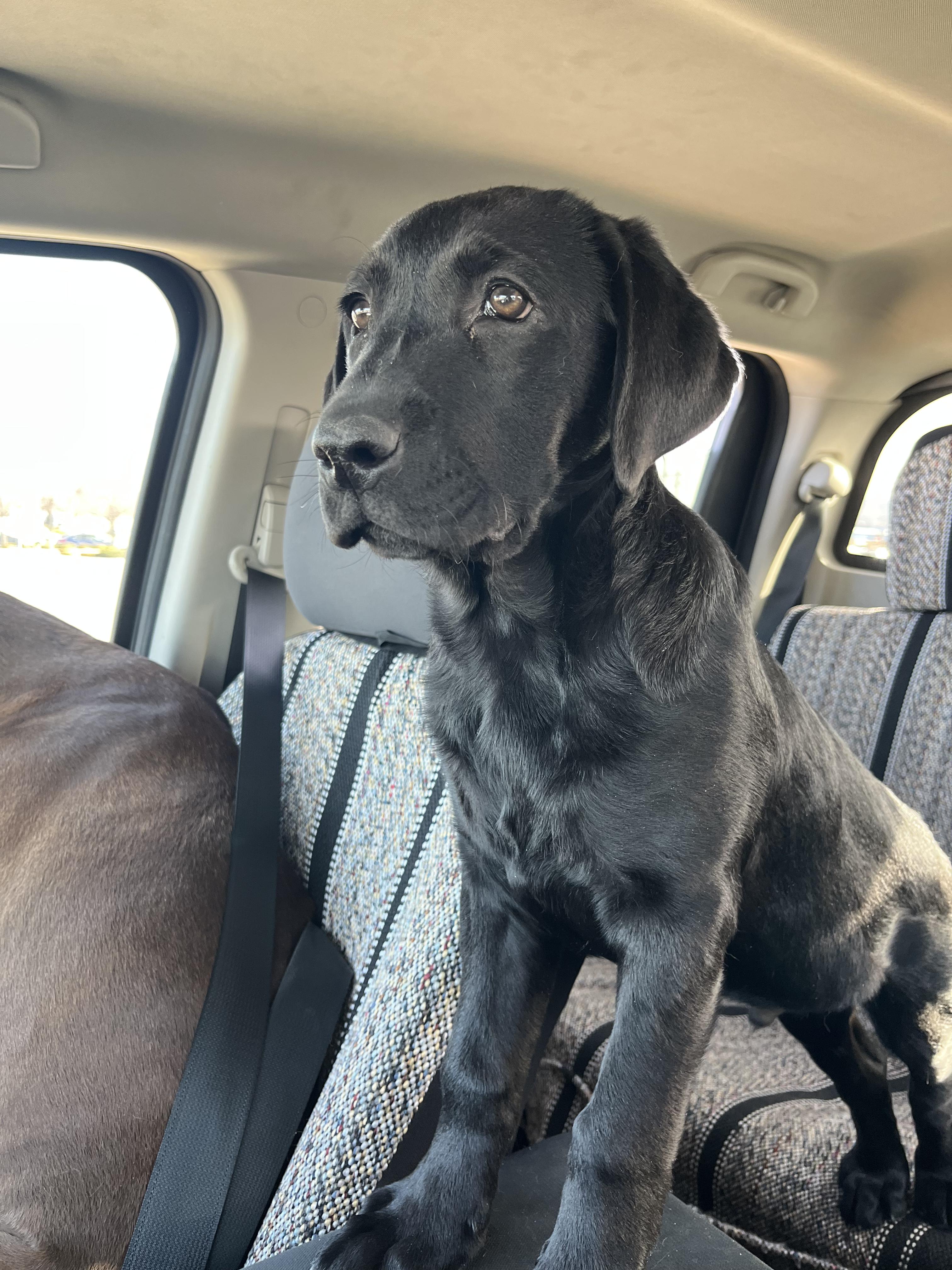 Pluto, adopted, Puppy Male Labrador Retriever & Cane Corso.