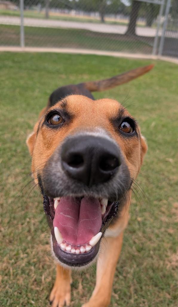 Enlarge Julias, a Adoptable German Shepherd Dog in Seguin, TX image 1/3