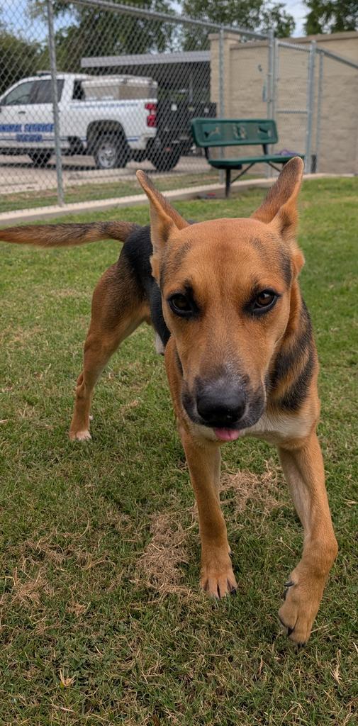 Enlarge Julias, a Adoptable German Shepherd Dog in Seguin, TX image 2/3
